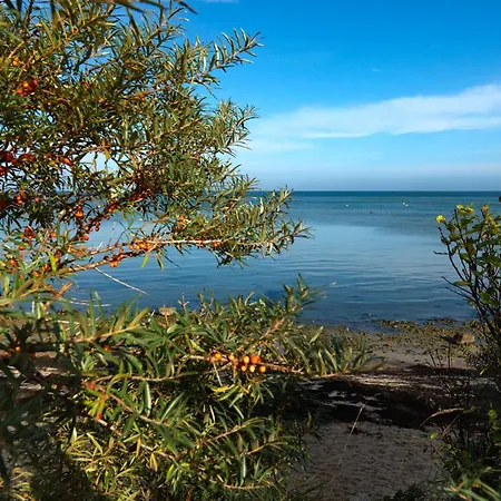 Gollwitzer Ferienidyll A07 19c Sturmmoewe